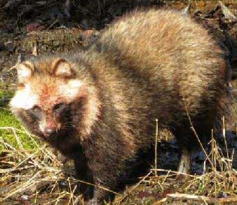 tanuki
