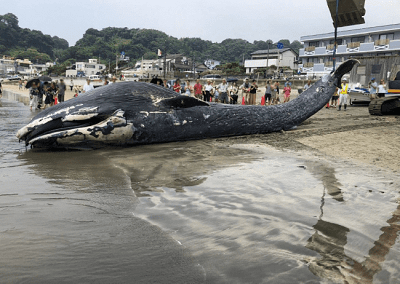 漂着したシロナガスクジラの赤ちゃん