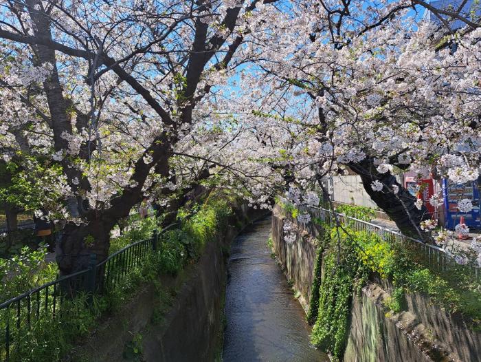 砂押川の桜並木
