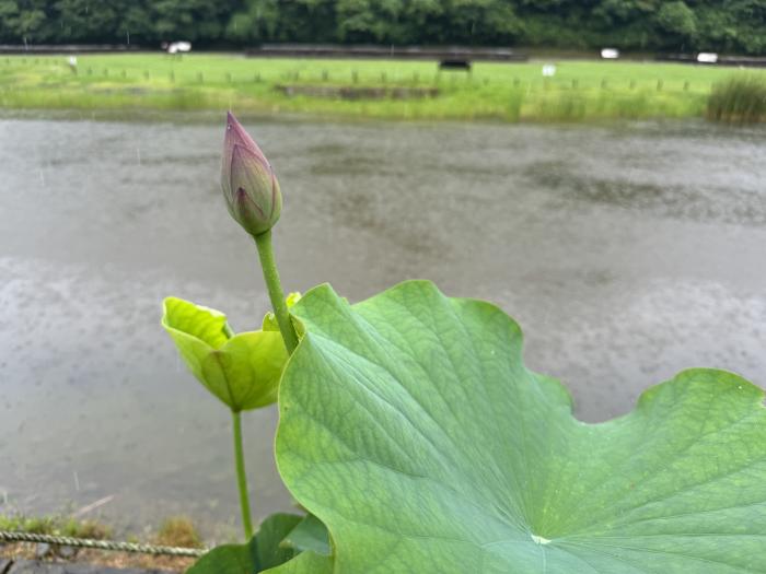 240618中尊寺ハス蕾2